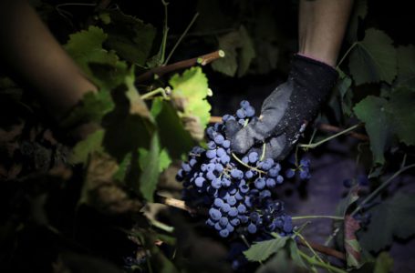 Через аномальну спеку в Іспанії збирають урожай винограду вночі