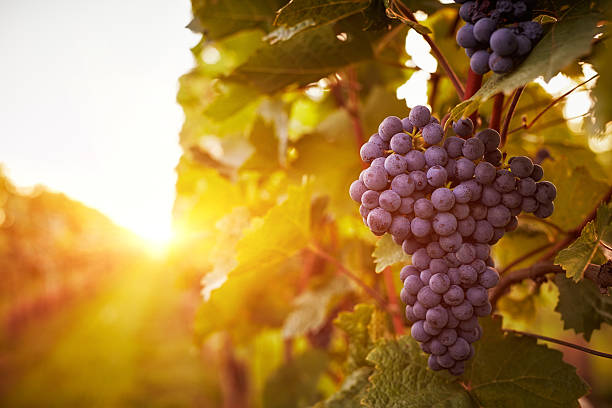  Яка врожайність технічного винограду цього сезону?