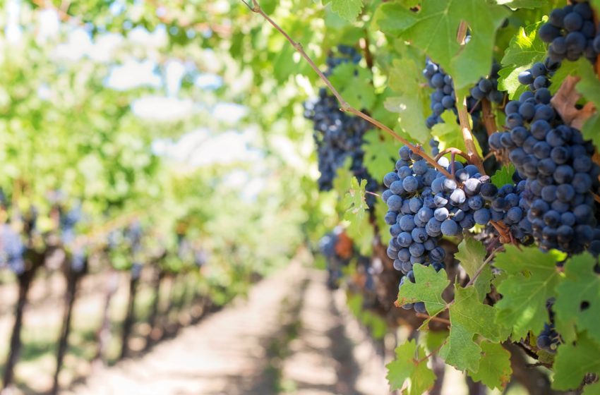  Команда компанії SHABO розповіла, як врятувала виноградники від посухи
