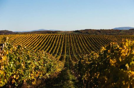 Компанія Chateau Chizay завершила сезон 2022