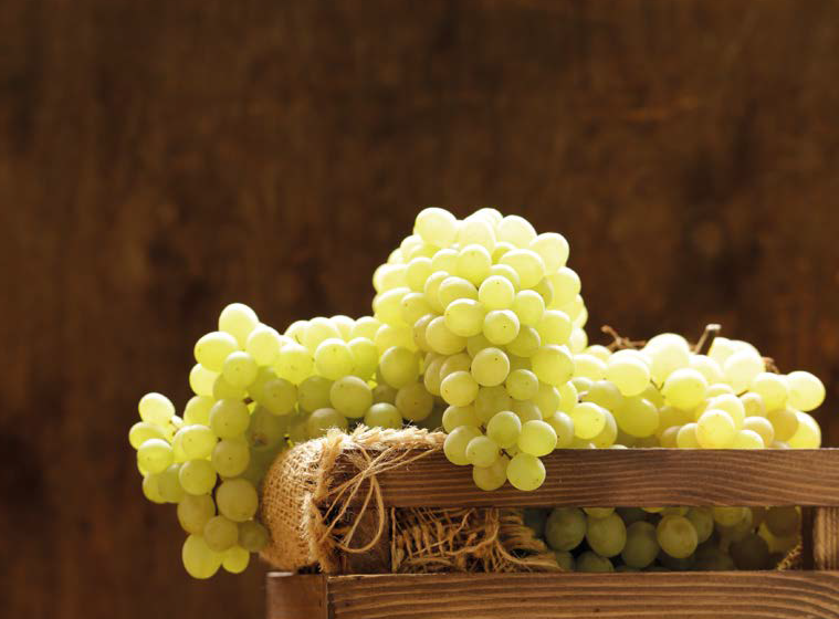  Культура винограду на території Українського Полісся