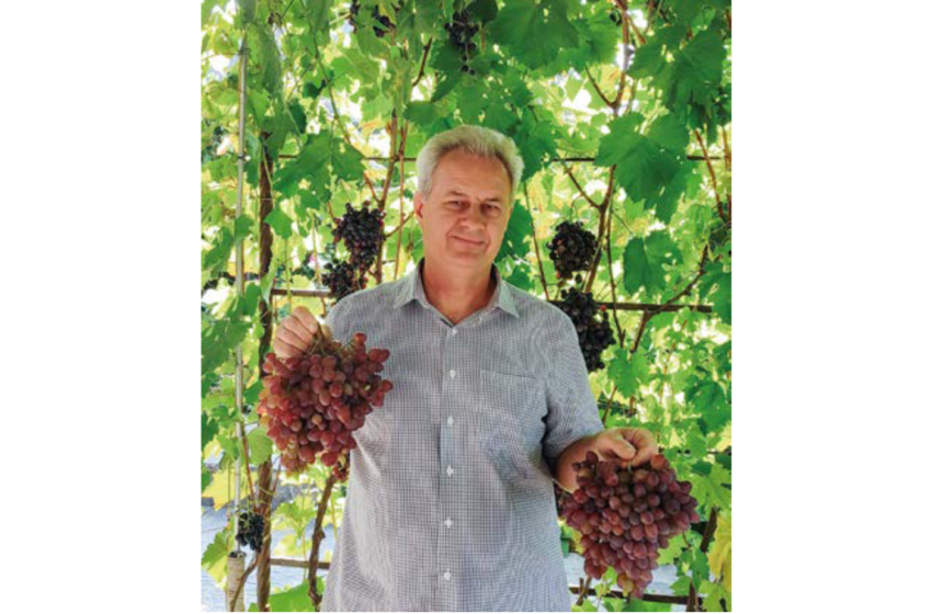  Виноград – у кожен регіон України. Як виноградар-селекціонер Анатолій Бачинський створює морозовитривалі сорти винограду