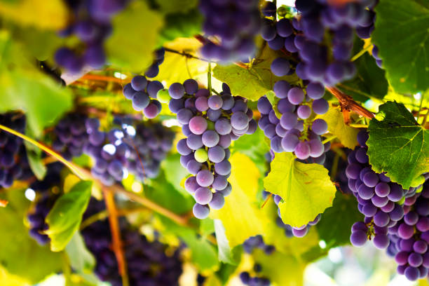  У якому стані перебувають виноградні насадження України