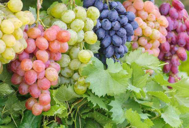  Виноград на перголі вирощують у господарстві на Одещині