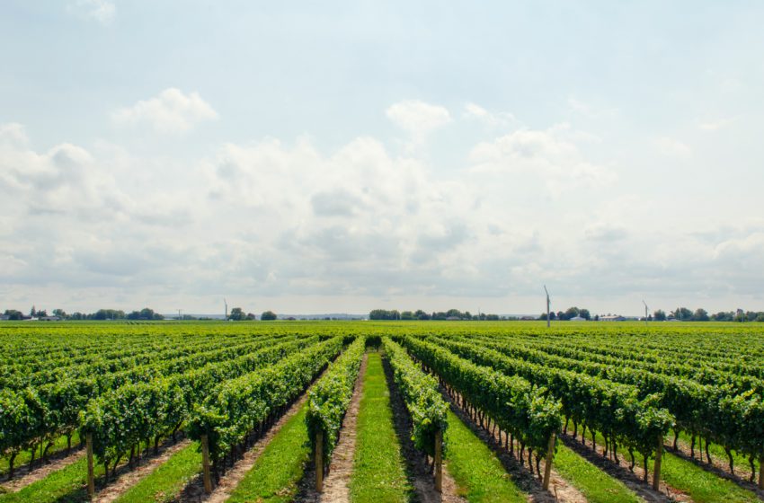  Донорський проєкт підтримає технічну модернізацію виноградників у Молдові