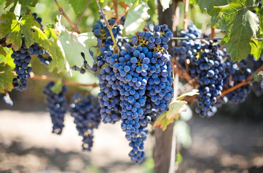  В Україні зменшується продуктивність виноградних насаджень