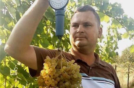 Виноградар-аматор на Рівненщині вирощує 70 сортів винограду