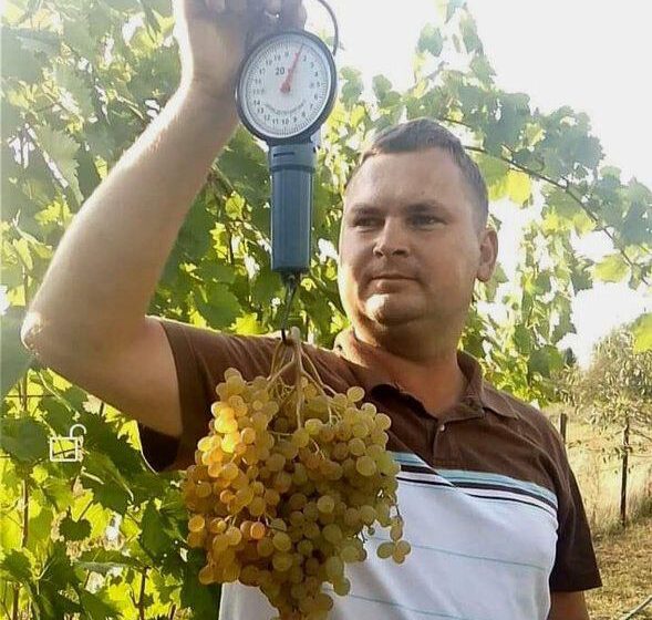  Виноградар-аматор на Рівненщині вирощує 70 сортів винограду