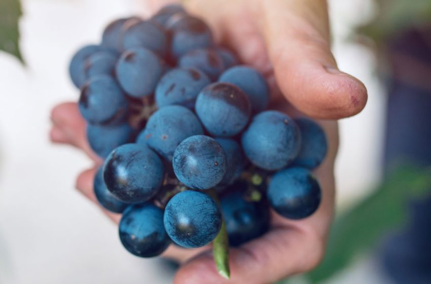  Технологія 2-х кратного збільшення врожаю винограду