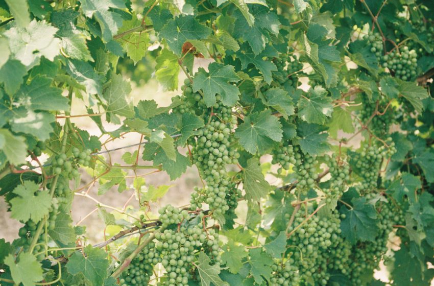  В Україні площі виноградників зменшилися на третину