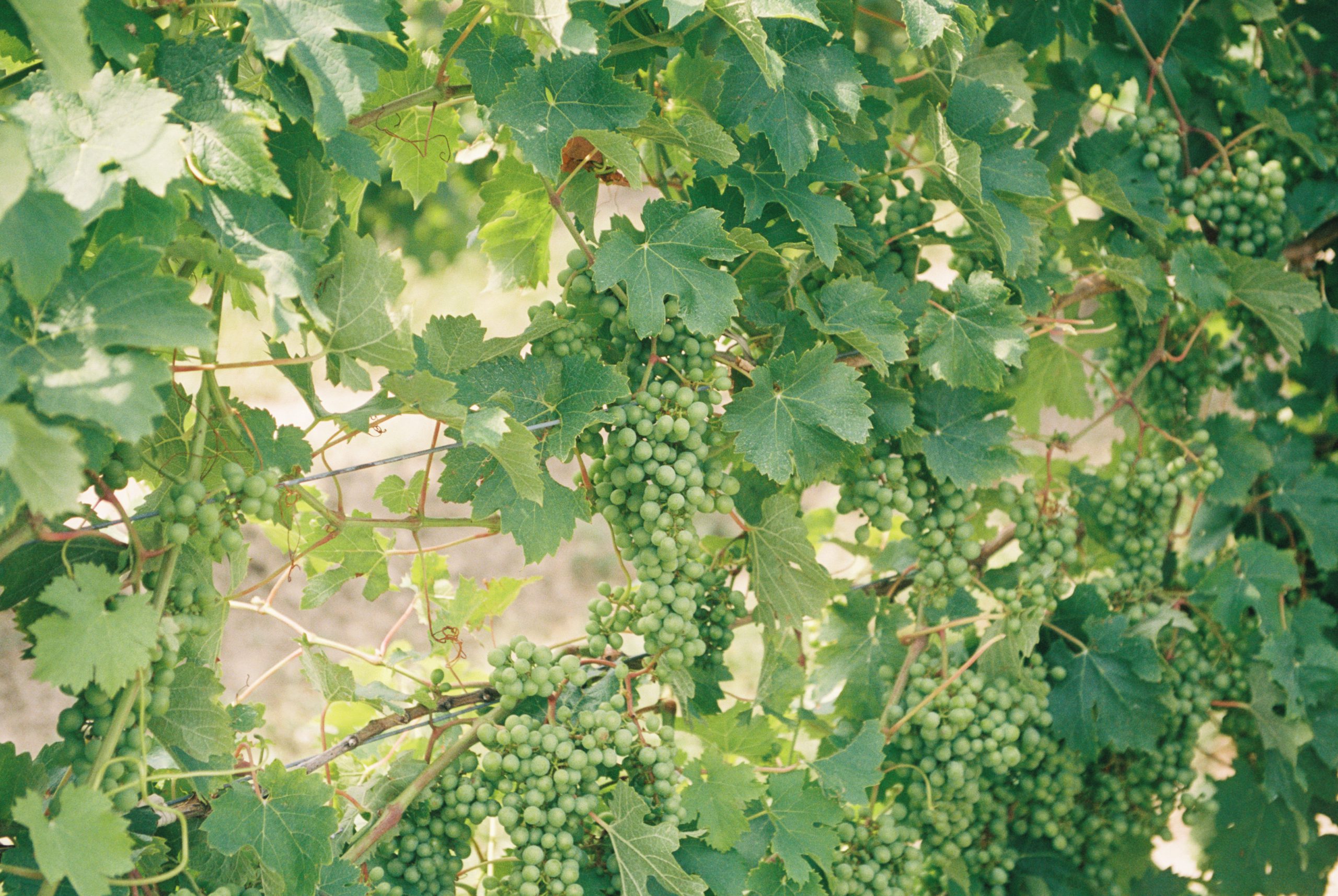 В Україні площі виноградників зменшилися на третину