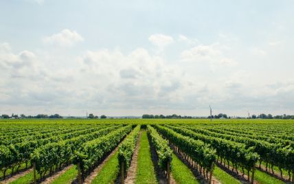  Кліматичні зміни можуть призвести до втрати популярних сортів винограду