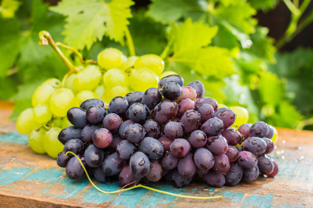  Сорти винограду, придатні для вирощування в умовах Лівобережного Полісся