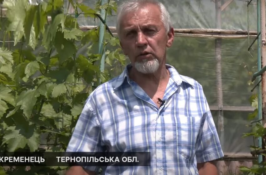  Пенсіонер з Тернопільщини вирощує 120 сортів винограду