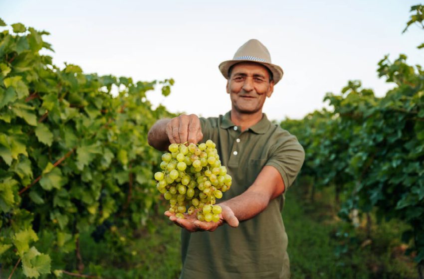  ФАО: з увагою до культури винограду