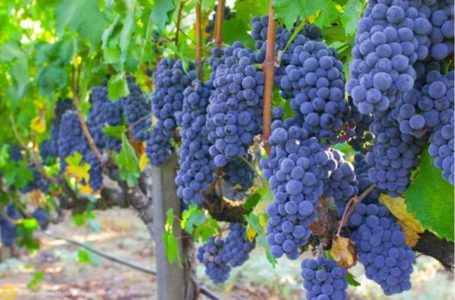 330 тисяч гривень для висаджування гектара винограду можна буде отримати за програмою «єРобота»