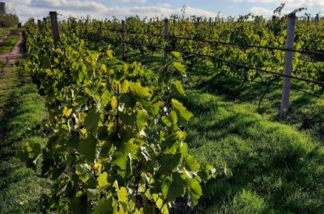 Виноробня «Курінь» створює благодійний фонд для збереження виноградників