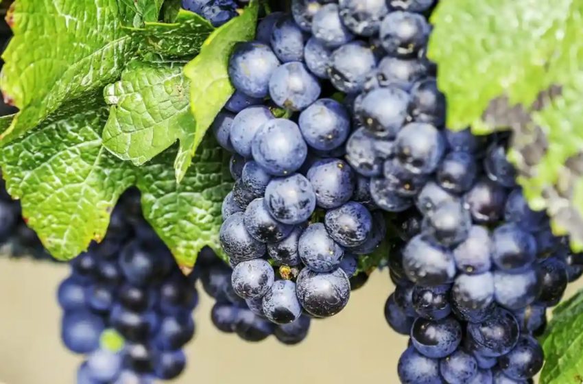  Одеський чорний: походження та особливості сорту-візитівки України