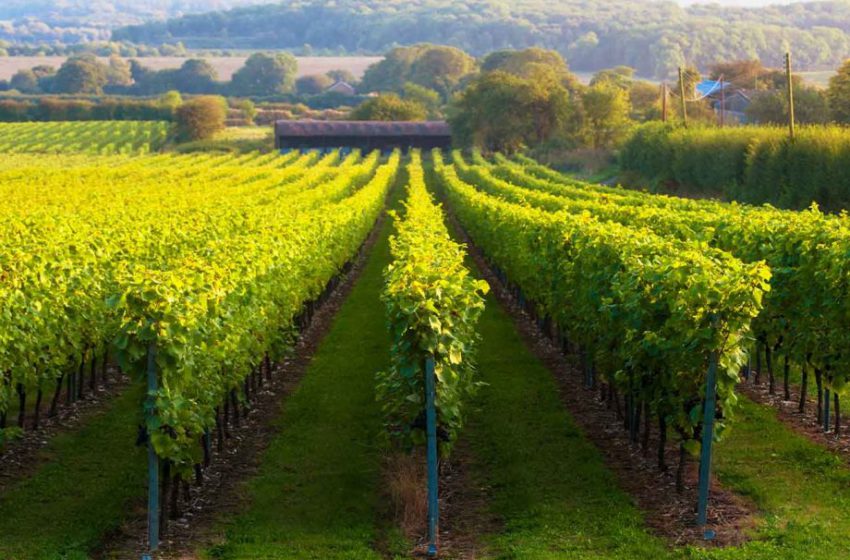  У Великій Британії – більше як тисяча виноградників