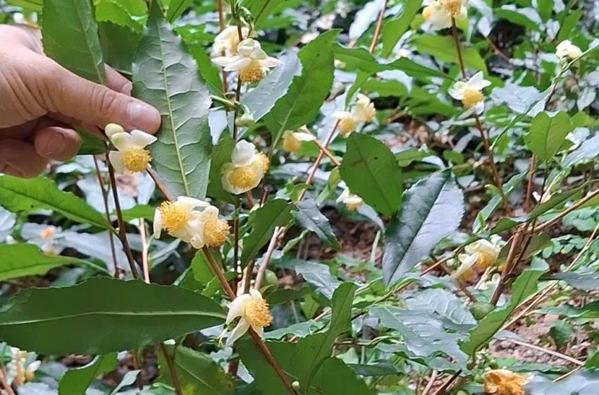  На Закарпатті вперше масово зацвіла чайна плантація