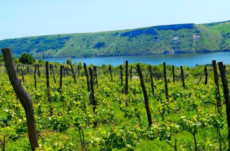 BOHDAN’S WINERY: ЩОДЕННА ПРАЦЯ, ЕКСПЕРИМЕНТИ, НАВЧАННЯ, ДО ЯКИХ ДОДАНО ДУШУ ТА ТАЛАНТ ВИНОРОБА БОГДАНА ПАВЛІЯ