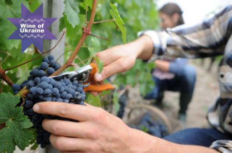 La Cité du Vin: участь України у міжнародній фотовиставці виноробних регіонів