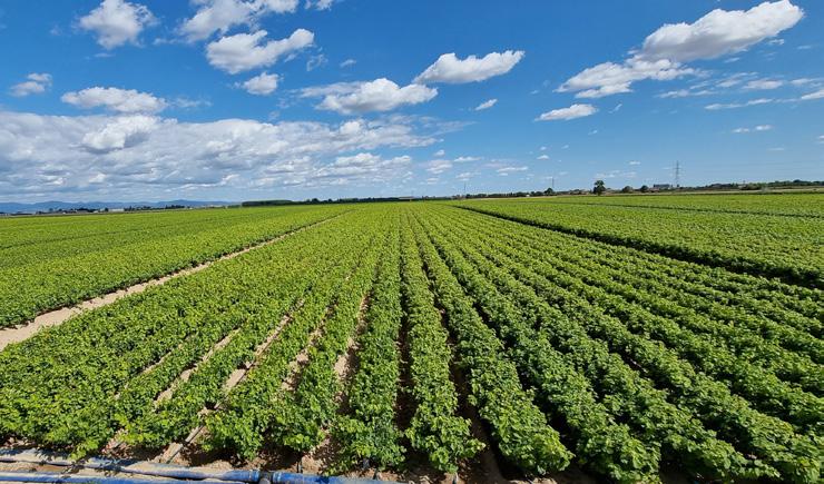  PADERGNONE VIVAI VITICOLI COOPERATIVI: 70 РОКІВ ДОСВІДУ У ВИРОЩУВАННІ САДЖАНЦІВ ВИНОГРАДУ