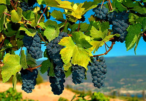 FRUMUSHIKA NOVA family winery – успішний досвід інтенсивного виноградарства