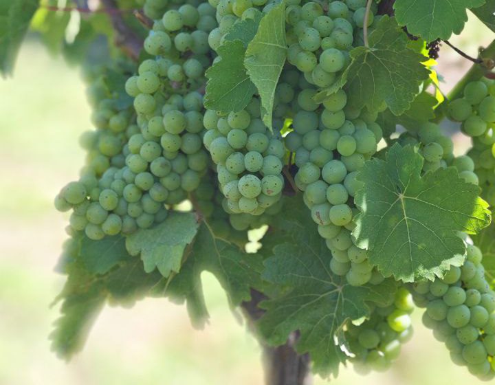  Вино з Поділля: як родина Буячків створила бренд Father’s Wine, відомий у світі