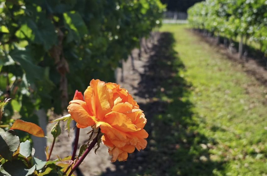  Father’s Wine: інновації, які змінили виноробство на Тернопільщині