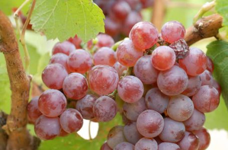 Рожеве Шардоне — восьмий дозволений сорт у Шампані: “маленька революція” на виноградниках Франції