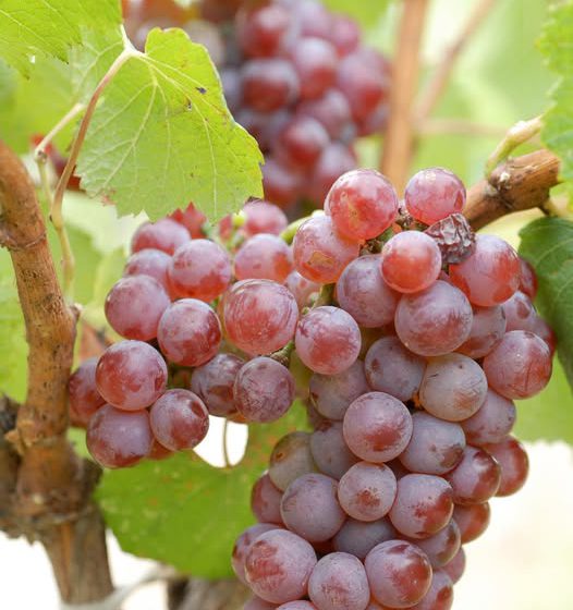 Рожеве Шардоне — восьмий дозволений сорт у Шампані: “маленька революція” на виноградниках Франції