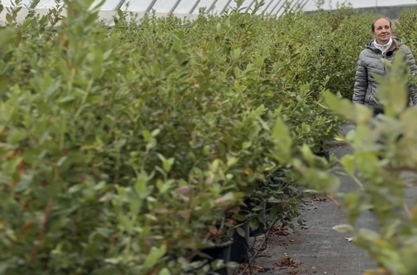 Бізнес-тур на відоме господарство «Фруктовий сад АТ»: що побачать учасники конференції