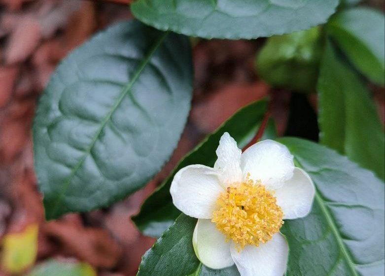  Квітне чай на Закарпатті: у Мукачеві розцвіла єдина чайна плантація України