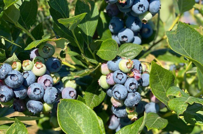  MARTBERRY 2025: учасники бізнес-туру відкриють секрети органічної лохини «Вауберрі»