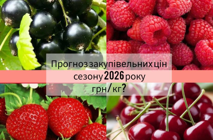  Аналітика ягідного ринку і реальні дані: ТОВ «АРТИКА Біо» запускає конкурс на SmartBerry 2025