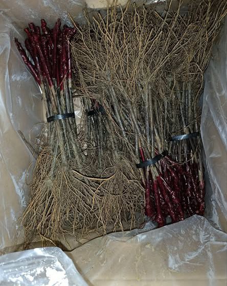  Австрійські саджанці та нові сорти: у Квасах закладають виноградники майбутнього