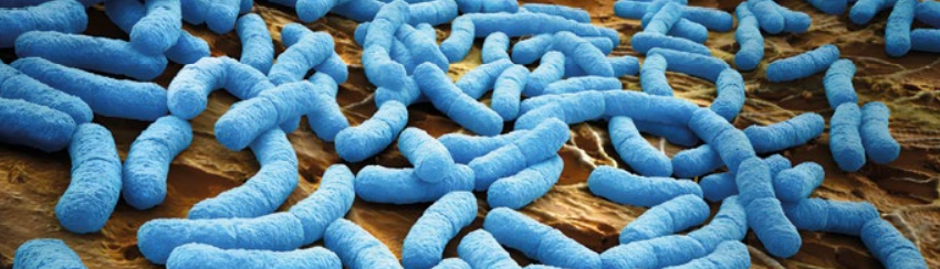  МОЛОЧНОКИСЛІ БАКТЕРІЇ В ПИВОВАРІННІ ТА ФУНКЦІОНАЛЬНЕ ПИВО