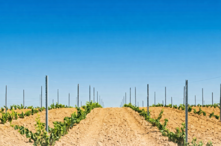 Prestil стовпи «Торнадо»: надійна шпалера для вашого виноградника