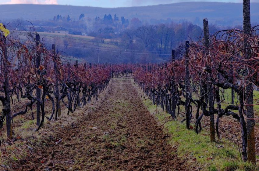  Столітня мрія виноградних схилів: як родина Крицкіх відроджує закарпатське виноробство