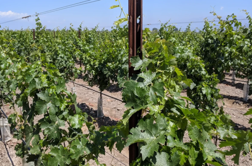  Comavit: міцні стовпи та точний дизайн — ключ до ефективної системи захисту