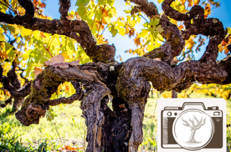Фотоконкурс «Стара виноградна лоза» 2026: глобальний пошук найкращих знімків старих лоз розпочато