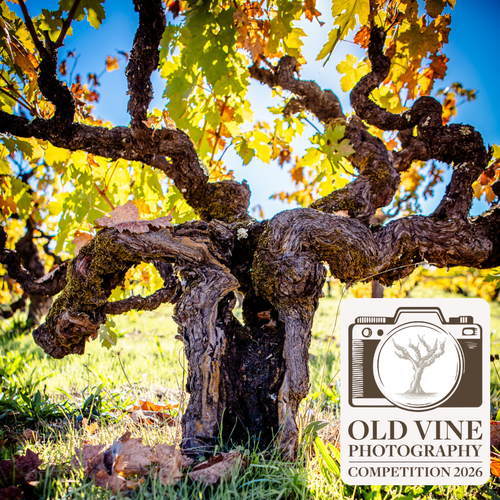  Фотоконкурс «Стара виноградна лоза» 2026: глобальний пошук найкращих знімків старих лоз розпочато