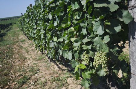 Іван ПАУК: «На цих схилах виноградники існували ще на початку минулого століття – за часів Австро-Угорської імперії»