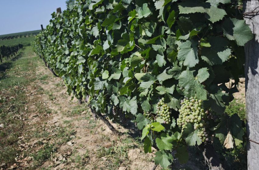  Іван ПАУК: «На цих схилах виноградники існували ще на початку минулого століття – за часів Австро-Угорської імперії»