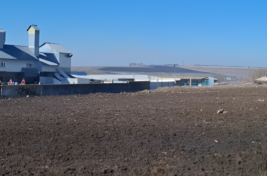  Вінниччина відроджує виноробні традиції: в Ольгополі планують новий виноградник