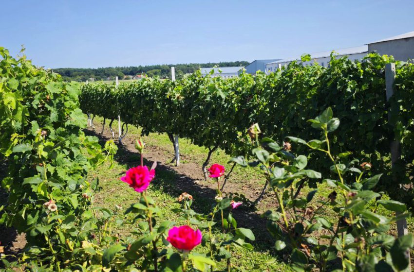  Father’s Wine: ЯК ІННОВАЦІЙНІ ТЕХНОЛОГІЇ ВИНОРОБСТВА СТАЛИ УСПІШНИМИ НА ТЕРНОПІЛЬЩИНІ