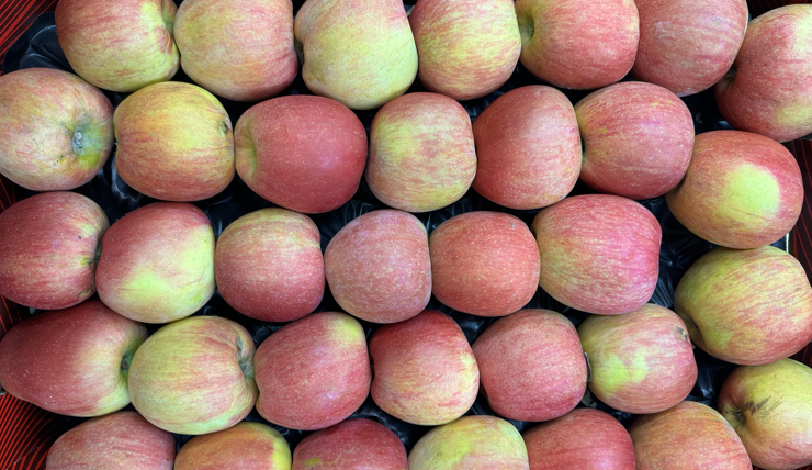  ТОВ «Дудіков»: від саду до заморозки — бізнес-тур під час Fruit&Nut Ukraine 2026