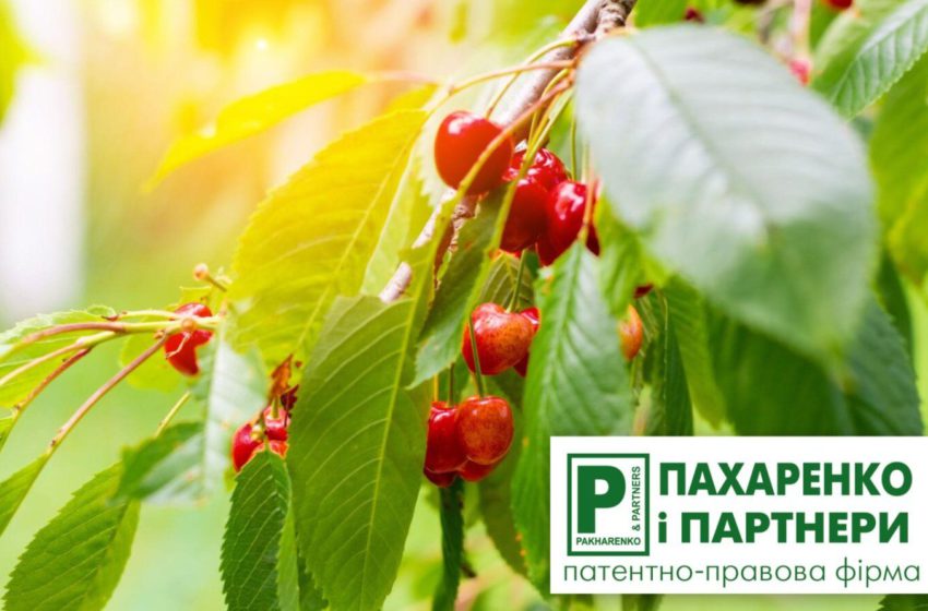  Дорожня карта інтелектуальної власності для фермера-початківця. Найкраще співвідношення витрат та користі для бізнесу