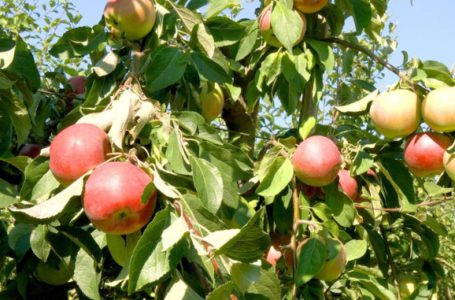 Корпорація «Вінницясадвинпром» — Галузевий партнер конференції Fruit&Nut Ukraine 2026